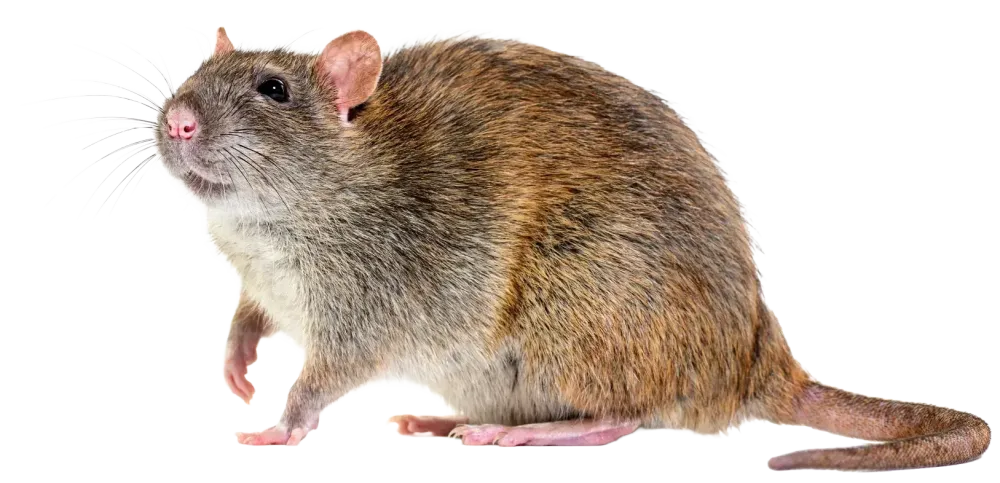 Rat brun